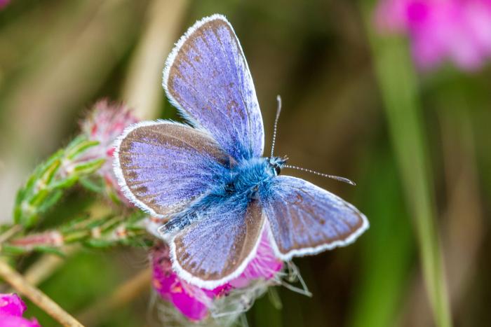 silver studded blue upperwing