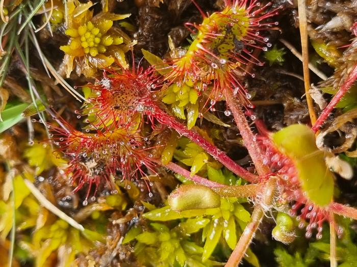 sundew