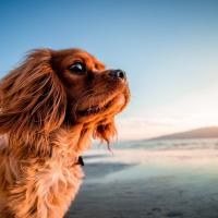 Dog gazing across the landscape