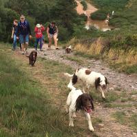 A photo of dogs keeping to the track on the heaths
