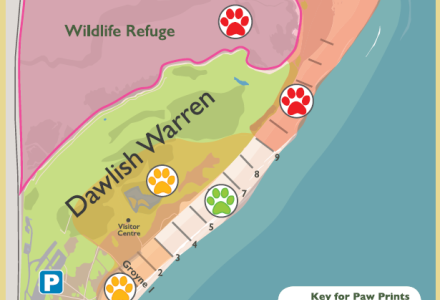 An illustrated map of Dawlish Warren showing which areas dogs are allowed in.