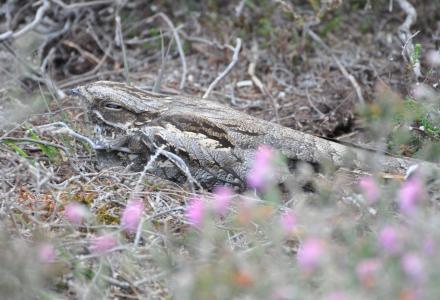 A photo of a Nightjar on a nest scrape on the ground amongst heather.
