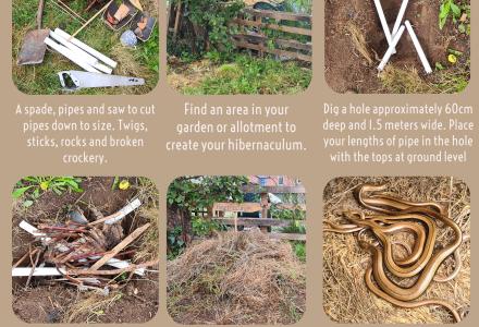 A guide of how to build a reptile and amphibian hibernaculum in your garden.