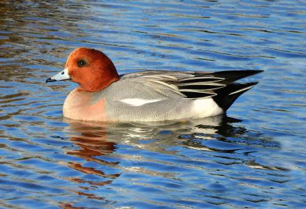 A photo of a male Wigeon