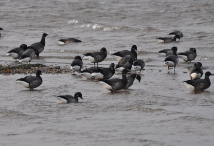 A Photo of Dark-bellied Brent Geese on the shoreline, Exe Estuary