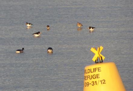 Wildlife refuge marker and buoy photo