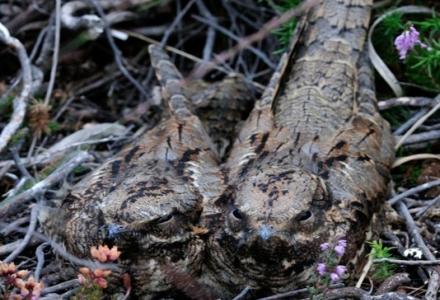 A pair of Nightjars sitting on their ground nest