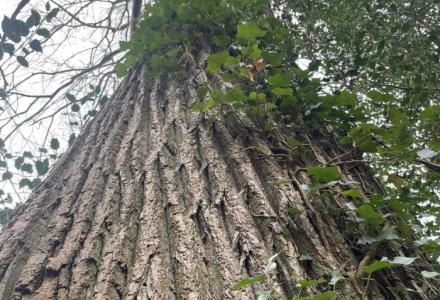 A large Sweet Chestnut tree from a low angle